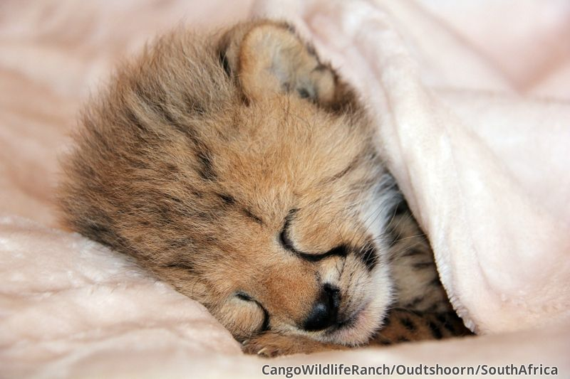 Illustration for article titled ZOMG CONSOLIDATED CUTENESS OF THE BABY ANIMALS!!!